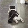 あんちまる