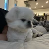しゃもじ