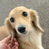 武者修行やるの助
