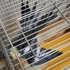 さるやん