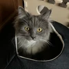あんまん