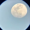 だちょう