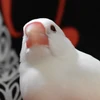 り