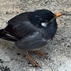 nedveds720