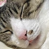 たかほ