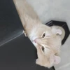 ピ