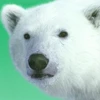 rinokuma