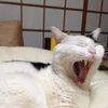 ナナシ