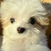 ぽんちゃんぽん