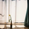 芙蓉