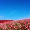 ヒト
