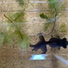 違氷菓