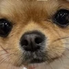 userawachoco