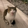 こここここ
