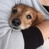 ほたるえび