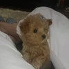 アンチ朕