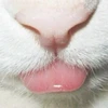 lxlls2