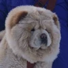 mofuinu