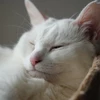 板倉