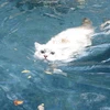 キューティークィーン