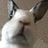 鬼口ブーブ