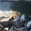 れおん