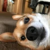 はたのあやね
