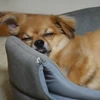 としちゃん
