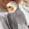 さるやん