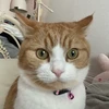 ちゃんえり