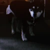 り