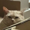 り