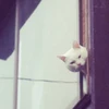 いぬボスティんぬUU