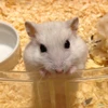 かなお