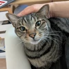 tabbybrown