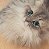 Figaro