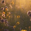 Flowerbloomer
