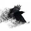Crow