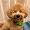 たいたん