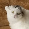 おんじ