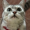 しゃちまる