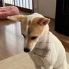 ギャ
