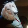 ノジ