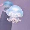 みづき