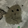 ルたけ