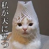 り