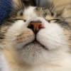 まめ
