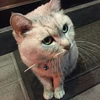 れいか