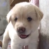 chui