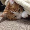 むびすけ